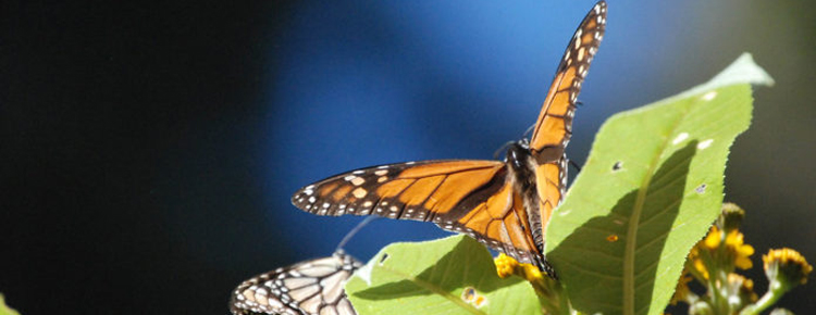 Ecologistas en Accin solicita a la Ministra de Transicin Ecolgica que analice las causas del fracaso en detener la prdida de biodiversidad