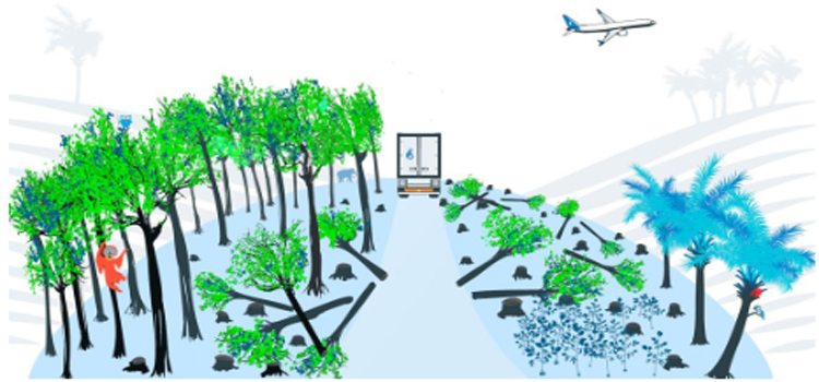 Los biocombustibles de palma y soja agravarn la deforestacin mundial y la prdida de biodiversidad