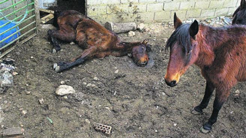 Condenado el responsable de una finca de Cceres por no atender ni alimentar a sus caballos, provocando la muerte de un potro y la enfermedad grave de otros dos equinos