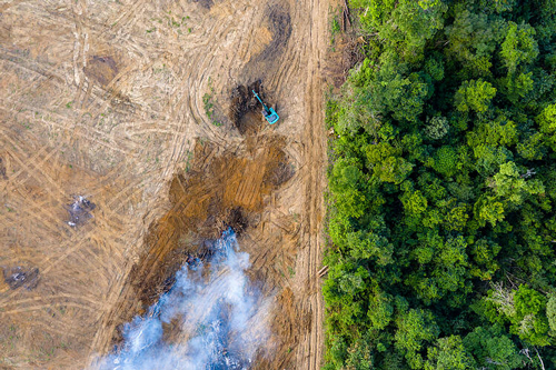 Noticia de Almera 24h: La propuesta de ley de la CE contra la deforestacin importada empieza bien, pero olvida otros ecosistemas y a las comunidades locales