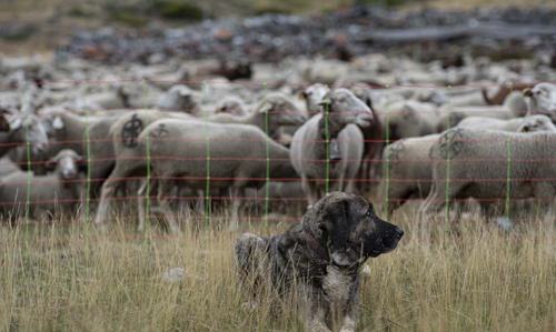 Noticia de Almera 24h: WWF: Denunciamos que el boicot de las CC. AA. a la Estrategia por el lobo perjudica a los ganaderos