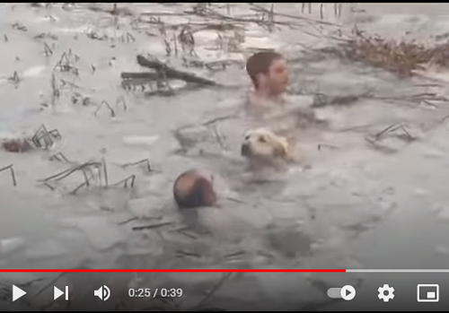 Noticia de Almería 24h: La Guardia Civil rescata a un perro de un lago helado