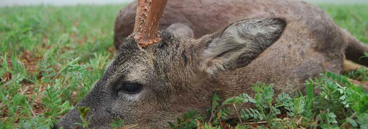 Detienen a dos cazadores furtivos con siete cabezas de Corzo en una mochila