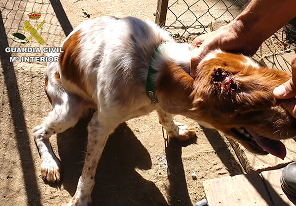 El SEPRONA de la Guardia Civil detiene o investiga a cerca de 600 personas por delitos contra el maltrato animal