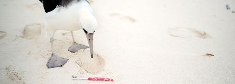 Tener alas no ayuda a las aves a escapar de la amenaza del plstico