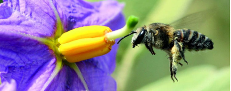 Noticia de Almera 24h: Advierten de las graves consecuencias ambientales sociales y econmicas de la reduccin de los insectos polinizadores