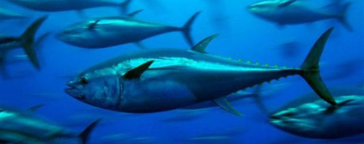 Noticia de Almera 24h: La pesca sostenible en la UE, acorralada por la posible reintroduccin de subsidios perversos