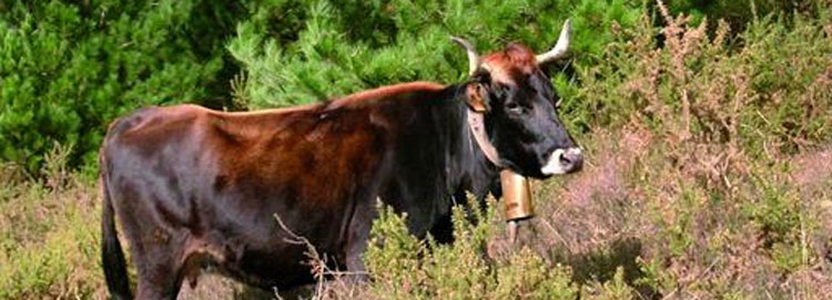 Espaa pone en marcha un plan para controlar la temperatura en los transportes de animales vivos por carretera