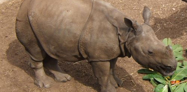 Noticia de Almera 24h: WWF: Buscamos responsable del programa de especies amenazadas