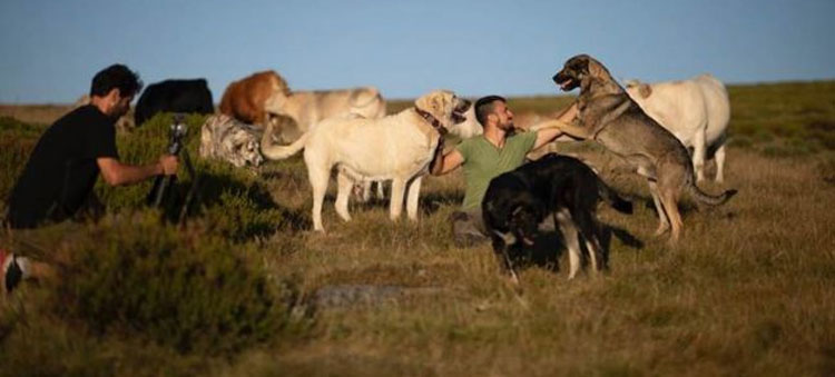 Noticia de Almera 24h: Los mastines de Sanabria protagonizan un documental europeo sobre coexistencia con lobos