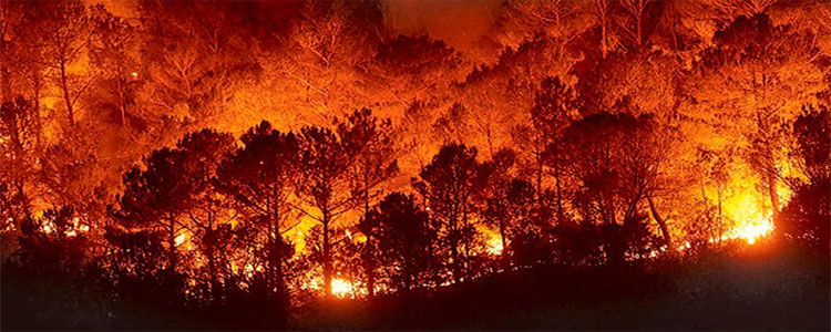 Las conductas negligentes que dan lugar a los incendios necesitan mayor reproche social