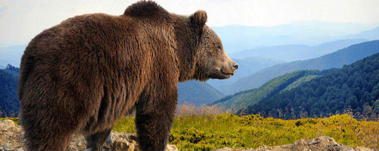 La ganadera en zona de oso es posible