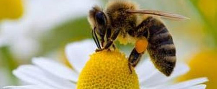 Ecologistas en Accin: 2020, feliz ao de la abeja