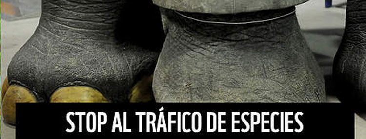 Noticia de Almera 24h: WWF: Stop trfico de especies